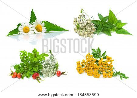 Medical herbs and wild rose berries isolated on white background. Horizontal photo.