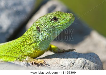 un maschio di lucertola verde appoggiata sulla roccia / Lacerta viridis