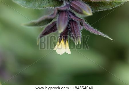 Flower of the Yellow monkswort (Nonea lutea)