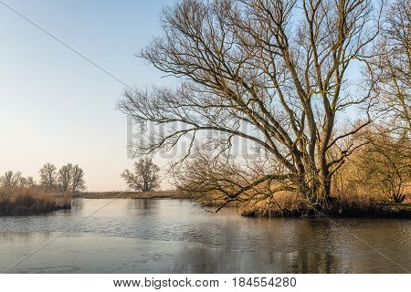 Bare tree with irregular branches at the edge of the water in a Dutch nature reserve. It is a the end of the winter season. A thin layer of ice is on the water sureface.