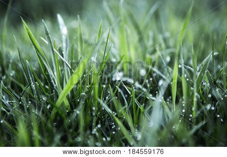 green grass and water drops after rain