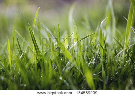 green grass and water drops after rain