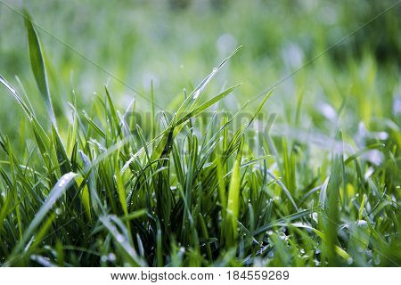 green grass and water drops after rain