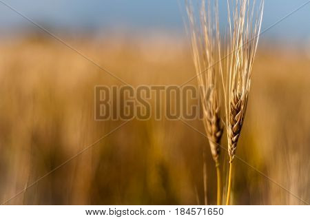 Spikes of wheat in golden field of cereals