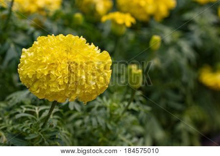 Tagetes Marigolds. Many yellow flower in garden.
