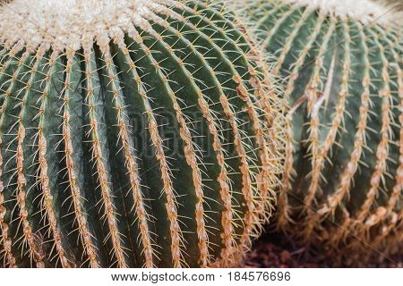 Close-up big spherical cactus on desert garden.