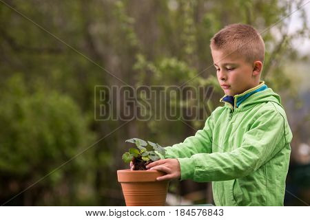Young Boy Is Planting A Seedling Of Strawberry In A Terracotta Pot To Grow On Balcony. Home Grown Fr
