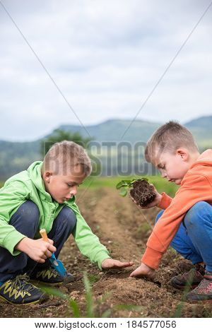 Brothers Are Plantings A Seedling Of Strawberry. Home Grown Fruit And Vegetables Biodynamic Farming 