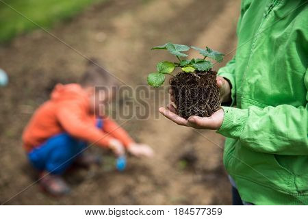 Brothers Are Plantings A Seedling Of Strawberry. Home Grown Fruit And Vegetables Biodynamic Farming 