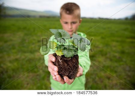 Young Boy Is Holding A Seedling Of Strawberry Ready To Plant It In A Backyard. Home Grown Fruit And 