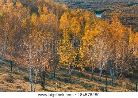 On A Moutain Of Inner Mongolia Hulun Buir River Genhe Wetland In Eergu'na,in Autumn With Yellow Tree