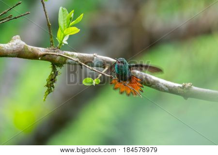 The rufous tailed hummingbird (Amazilia tzacatl) cleans its wings (bird is slightly motion blurred). Costa Rica