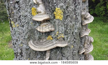 Bracket fungus on tree bark close up