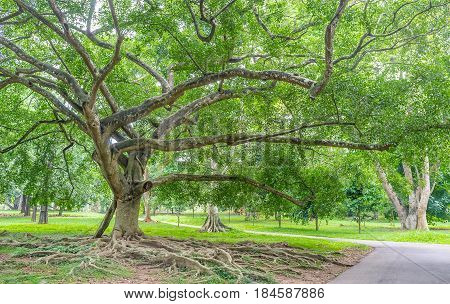 The Walk Under The Shady Trees