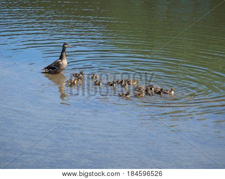 The mother Mallard has a brood of 20 ducklings. This is the largest number that has been seen in many years.