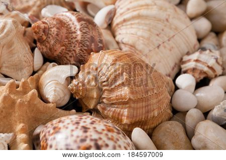 Seashells and sea pebbles background. Natural seashore stones textured surface