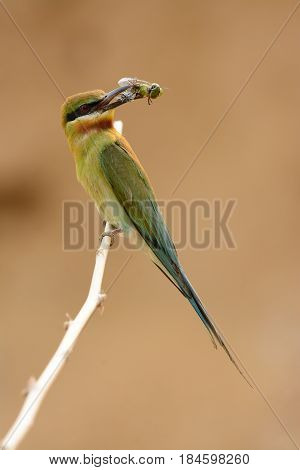 beautiful blue tailed bee eater (Merops philippinus) possing