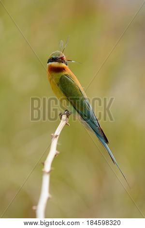 beautiful blue tailed bee eater (Merops philippinus) possing