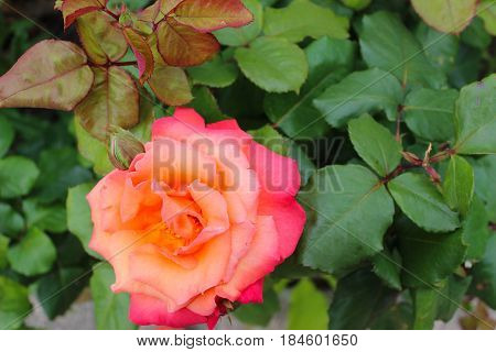 bright flower, pink rose on green background