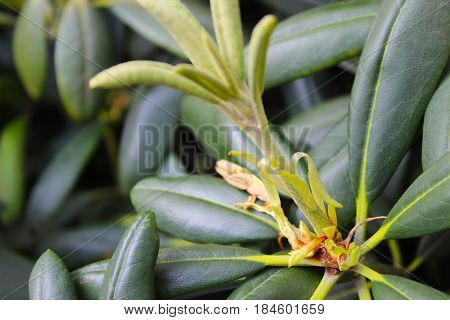 plants in park, green background, summer time, botany