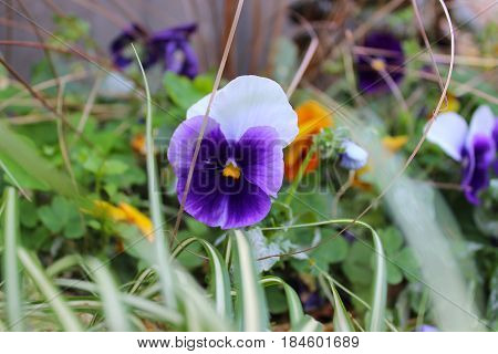 lilac flowers on green background, summer time