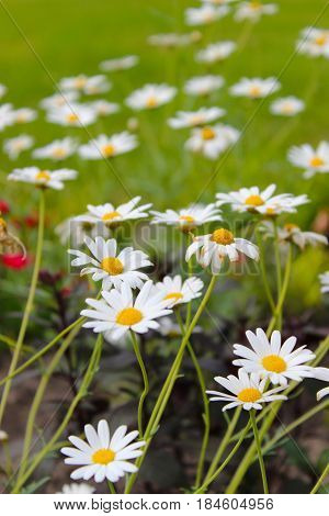 chamomile on a green background, summer time, white flowers