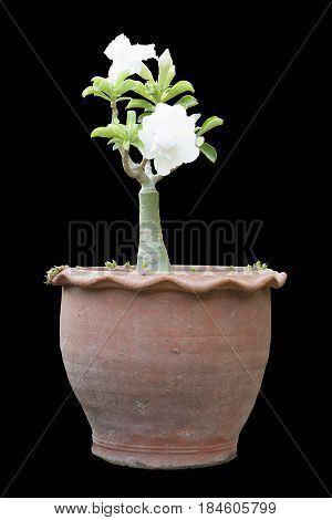 Adenium tree on pot. with clipping path