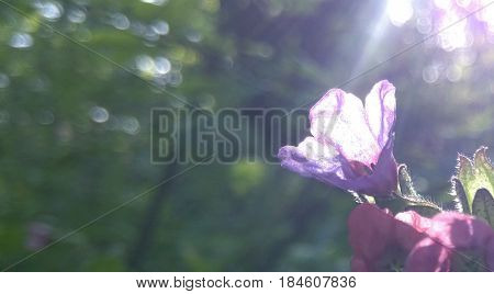 Lilac forest flower in summer morning against a background of bright sun