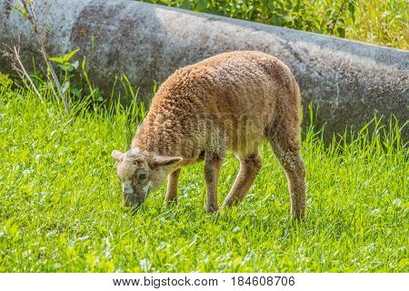 Little lamb grazing in a bright green meadow