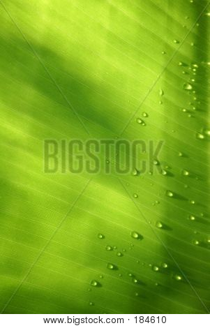 Banán Leafwith csepp