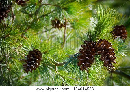 five  cone on spruce branches, a view from the bottom up,  spring, summer,beautiful view, bright day, sunny