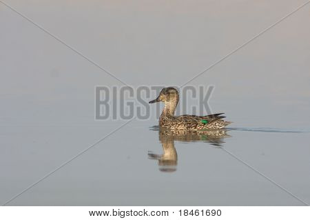 Eurasische Krickente weiblich auf dem See (Anas Crecca)