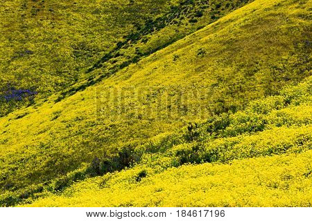 Rolling hills with wildflowers during spring taken at the Temblor Hills in the Carrizo Plain, CA