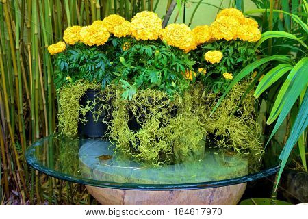 Flowers on a table surrounded by Bamboo Plants taken at a courtyard in a lush green garden