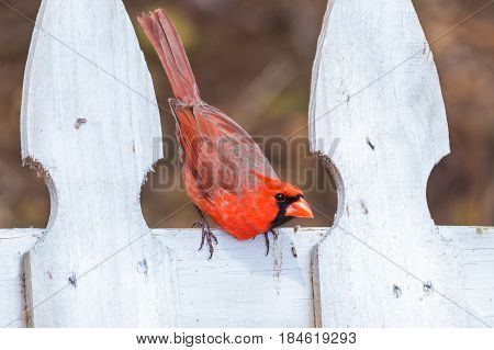 Male cardinal on a white fence getting ready to take off