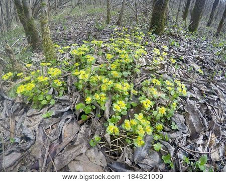 first shoots in the spring wood - Chrysosplenium alternifolium