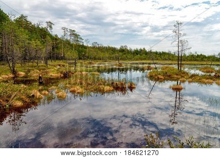 Summer. Impenetrable swamp in the Siberian taiga