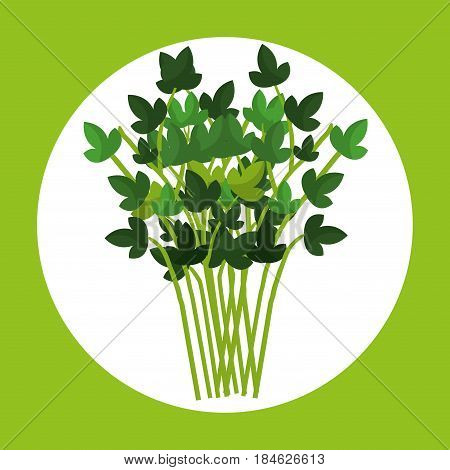 leafs corainder healthy food vector illustration design