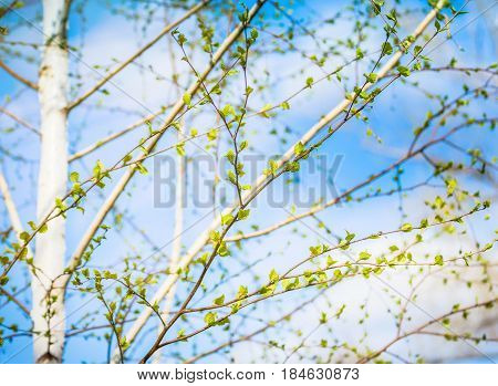 Beautiful background of new, fresh birch leaves on branch, blue sky with white clouds. Green leaves of birch tree in spring. Spring natural background with young birch leaves.