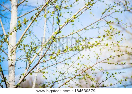 Beautiful background of new, fresh birch leaves on branch, blue sky with white clouds. Green leaves of birch tree in spring. Spring natural background with young birch leaves.