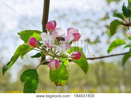 Spring Flowers, Pollinate Slogger Bees Collect Honey