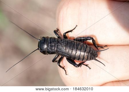 hand holding field cricket outdoors. Gryllus campestris.