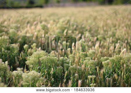Grassfield landscape at sunrise. Backlight. Hordeum. Poaceae.