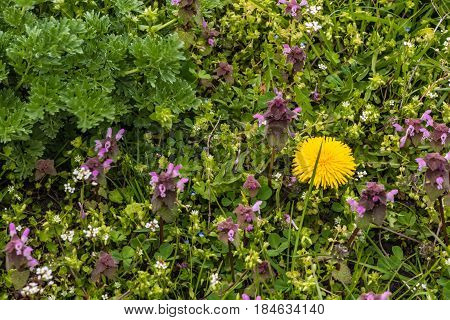 wild flowers of a large flowered selfheal Prunella grandiflora.