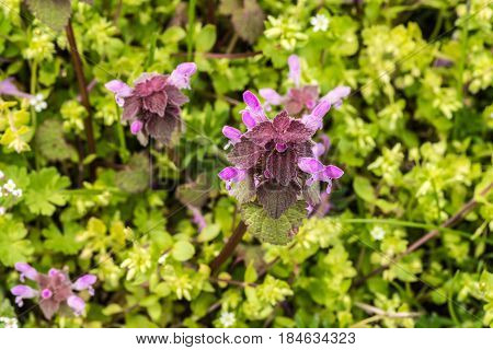 wild flowers of a large flowered selfheal Prunella grandiflora.