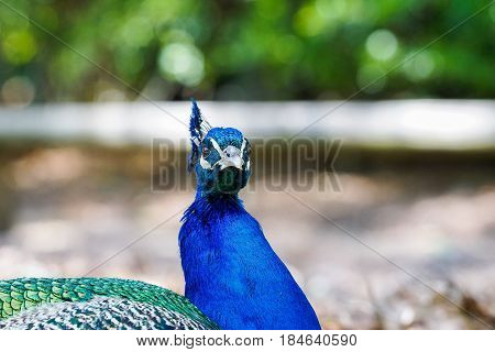 Portrait of a Peacock. Peacock (Phasianinae). Peafowl. Blue Birds