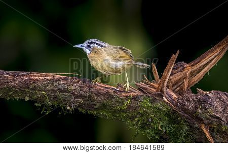 White Throated Rock Thrush : Bird Shot In Thailand