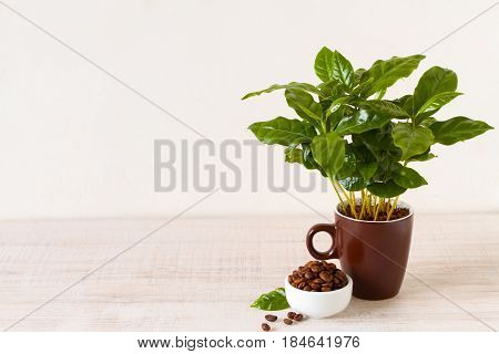 Cup of coffeebeans in front of small coffee tree in a potted plant