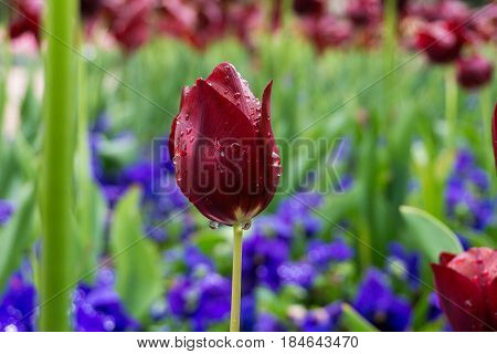 Raindrops on a Flower. Close-up of a Tulip (Tulipa) on a rainy Day. Raindrops on a red Tulip. Garden Flowers