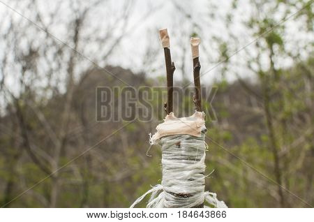 Grafting branches of fruit tree buds closeup to another tree stems on garden background